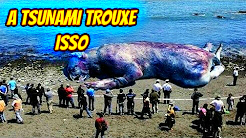 COISAS QUE APARECEM DEPOIS DE TSUNAMIS - ONDAS GIGANTESCAS TRAZEM CRIATURAS BIZARRAS